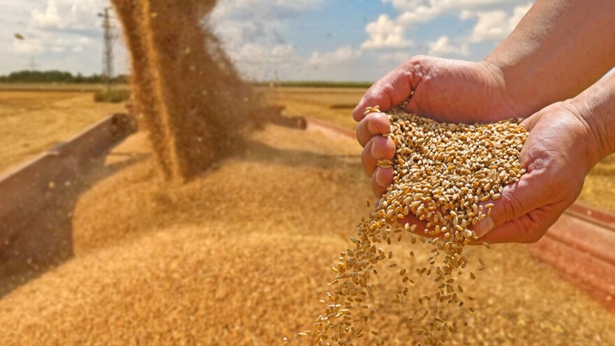 Prve procjene: Porasla proizvodnja pšenice, zobi, ječma i uljane repice