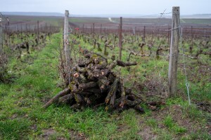 Bijes, dosada? Posjekao više trsova u vinogradu 84-godišnjaka