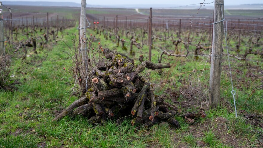 Bijes, dosada? Posjekao više trsova u vinogradu 84-godišnjaka