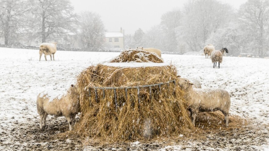 Kako i čime hraniti ovce u zimskom periodu?