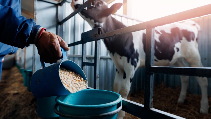 Proverite da li vam je stiglo rešenje - obrađeno više od 10.000 zahteva za uzgoj teladi