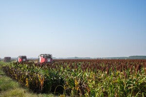 Sudanska trava za krmu