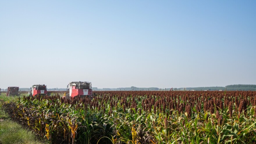 Sudanska trava za krmu