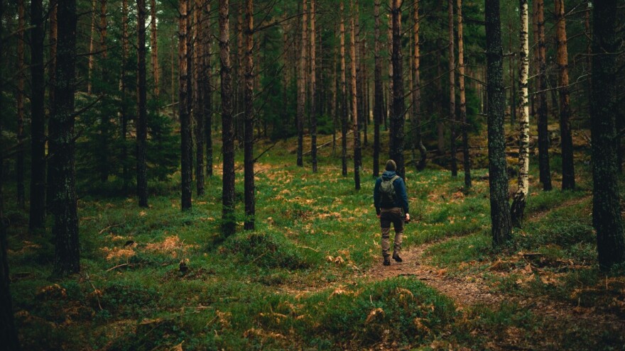 "Rasti, rasti, moj zeleni bore" - čak i njegov miris leči