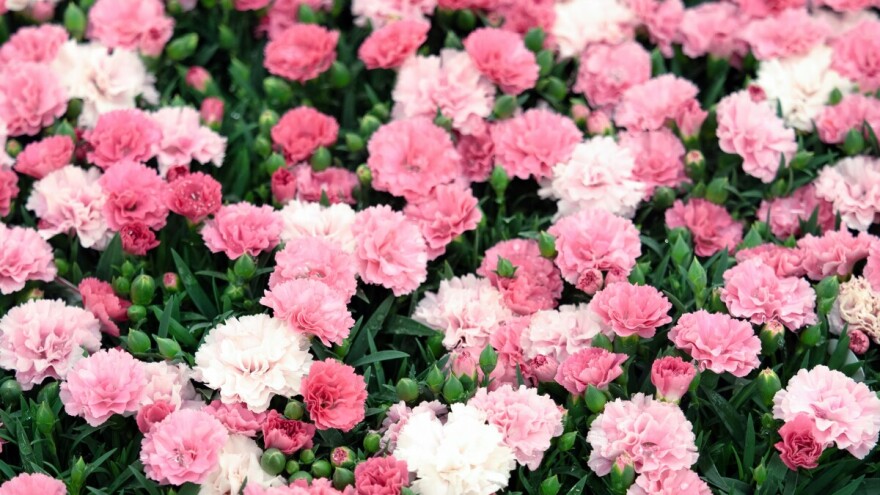 Jastučaste trajnice proljetne cvatnje