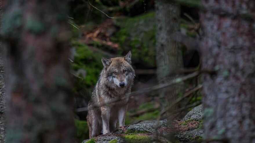 Ne znamo ni zašto ih ne volimo: Čovjek je čovjeku ponekad ipak vuk!