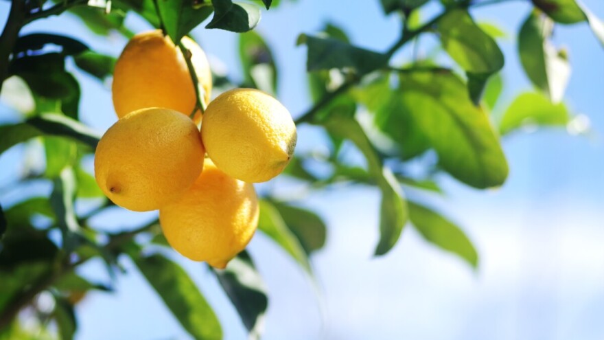 Uzgoj limuna u Hrvatskoj