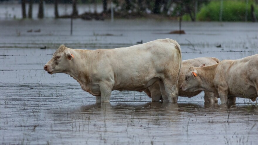Potresni prizori: U strašnim poplavama utopilo se više od 100.000 grla stoke