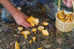Otkup lisičarke: Vrijedni berači za dan mogu uzeti "dobru paru"