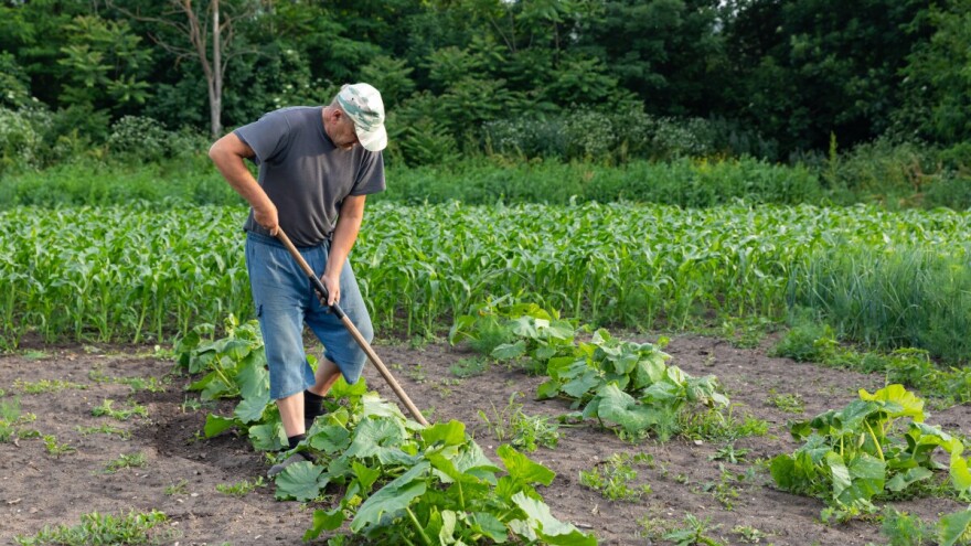 Evo 5 razloga zašto okopavati usjeve nakon svake obilnije kiše