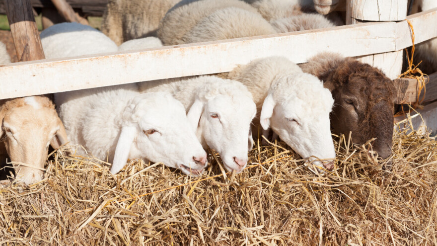 Jagnjad u Sremu do 600 din/kg, a gde je zabeležen rast cena svinja i prasadi?