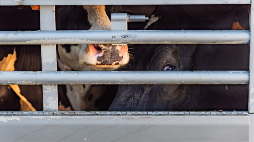 Junice kao mule: Meksički karteli krijumčare drogu u utrobama stoke