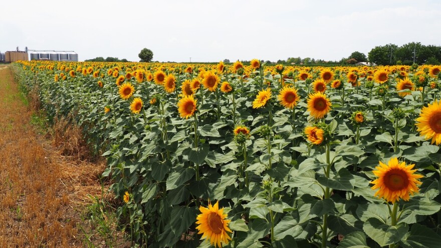 Zaključen prvi SPOT ugovor za suncokret novog roda - koja je cena?
