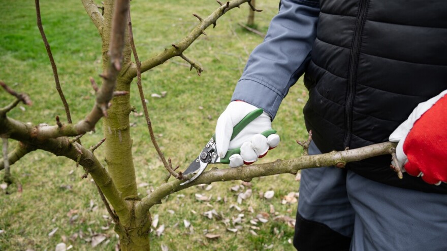 Zašto se dešava da neke voćke ne daju rod nakon dvije, tri, pa i četiri godine?