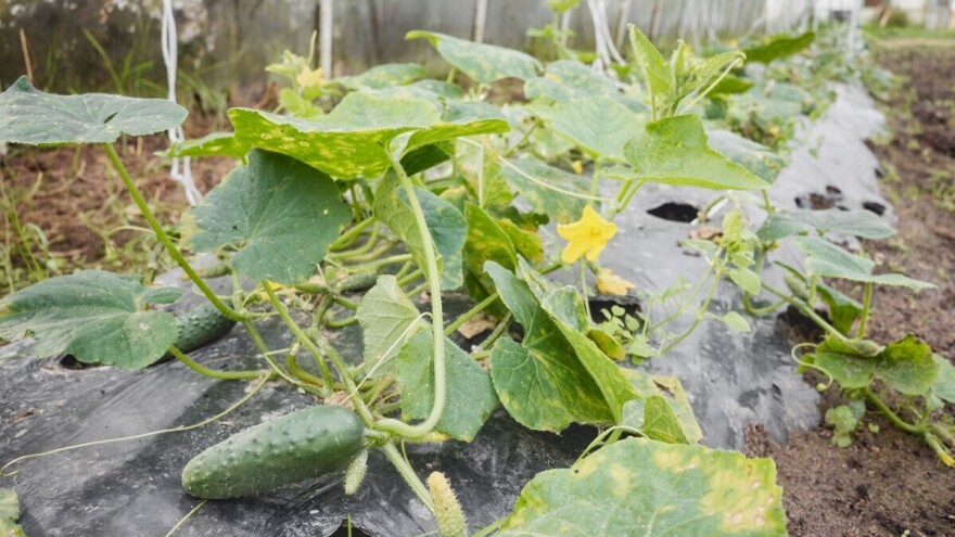 Zašto je malčiranje najjednostavniji način borbe protiv korova kod povrća