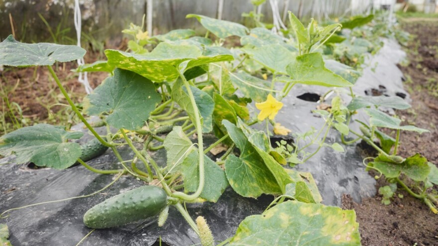 Zašto je malčiranje najjednostavniji način borbe protiv korova kod povrća