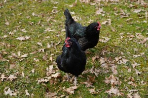 Crna koka, zelenog sjaja: Australorp sve popularnija u BiH