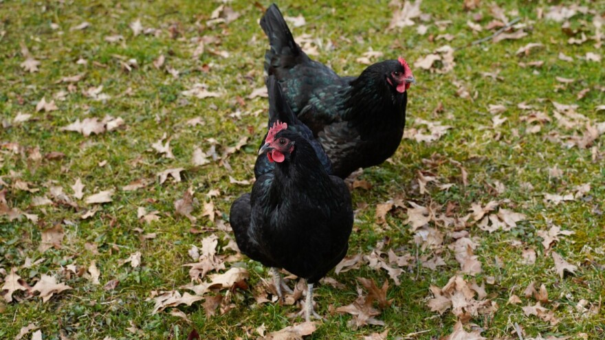 Crna koka, zelenog sjaja: Australorp sve popularnija u BiH