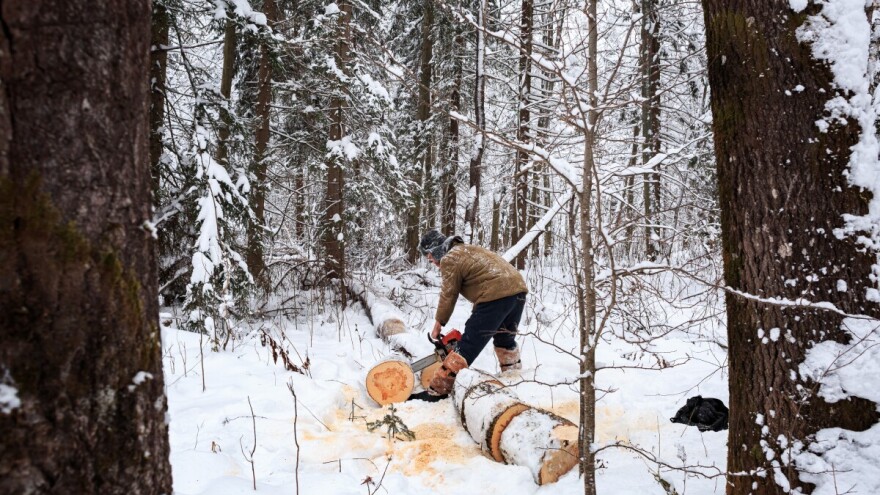 Tri optužnice za šumsku krađu: U "akciji" i penzioneri