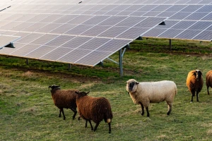 Vatikan gradi poljoprivredni solarni park, cilj mu je da postane prva ugljenično neutralna zemlja