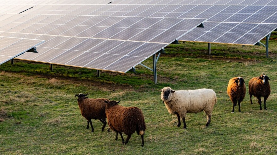 Vatikan gradi poljoprivredni solarni park i cilja na status prve ugljično neutralne države