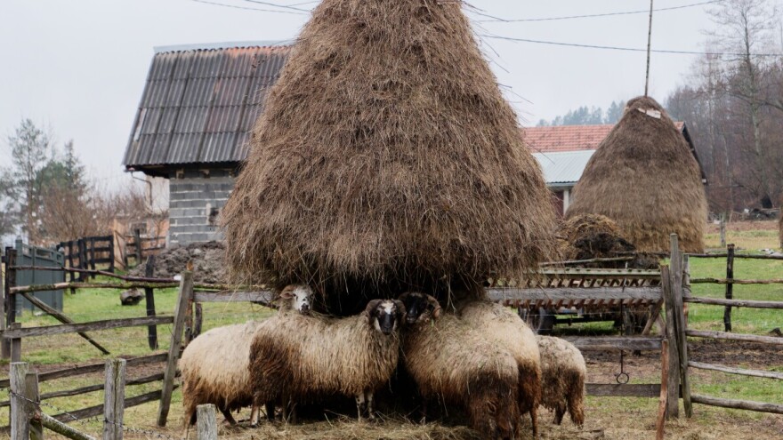 Nestabilno do Miholjskog ljeta: "Popravljaju se zalihe vlage, na sreću svih nas"