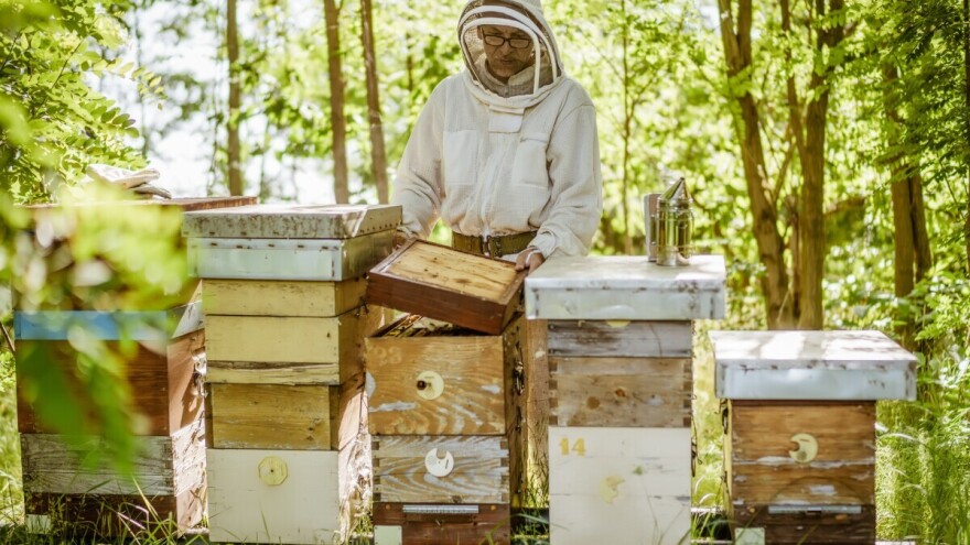 Gdje smjestiti svoj prvi pčelinjak?