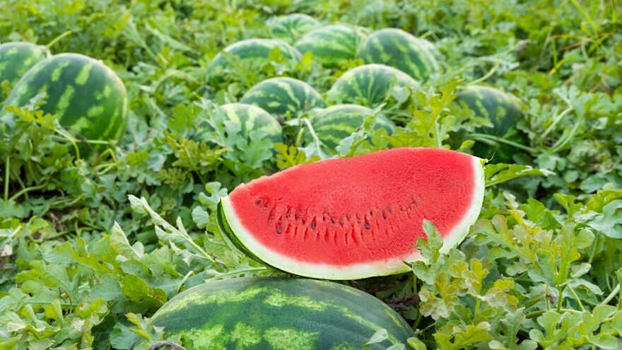 Lubenice iz Srema slatke kao med i ove godine