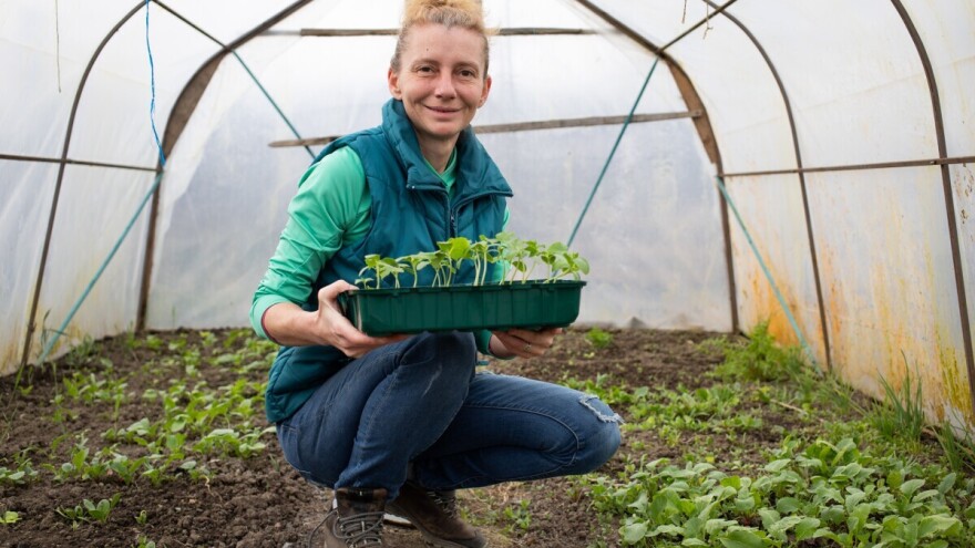 Koje hibride birati za sadnju drugog turnusa krastavaca?