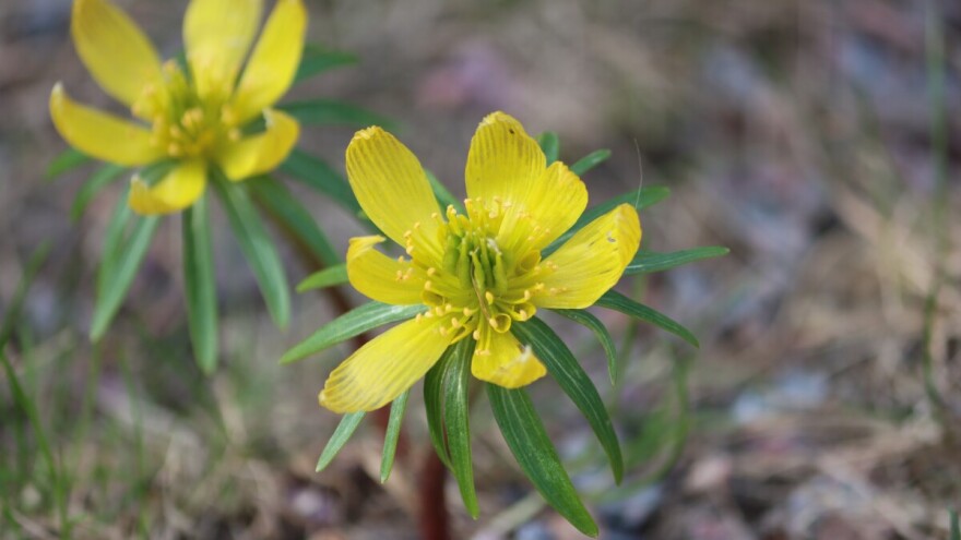 Nestrpljiva ozimica procvjetala u Sarajevu: Simbolizira dolazak proljeća