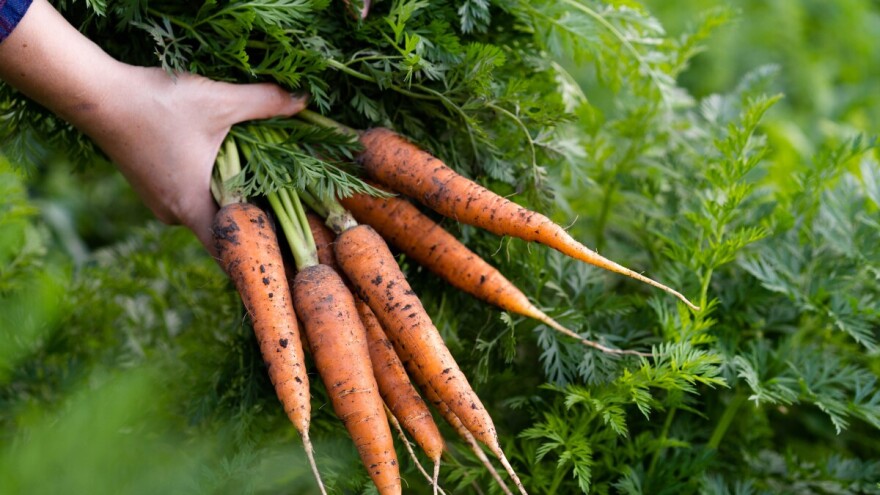 Tretirajte sjeme za bolji urod mrkve i peršina