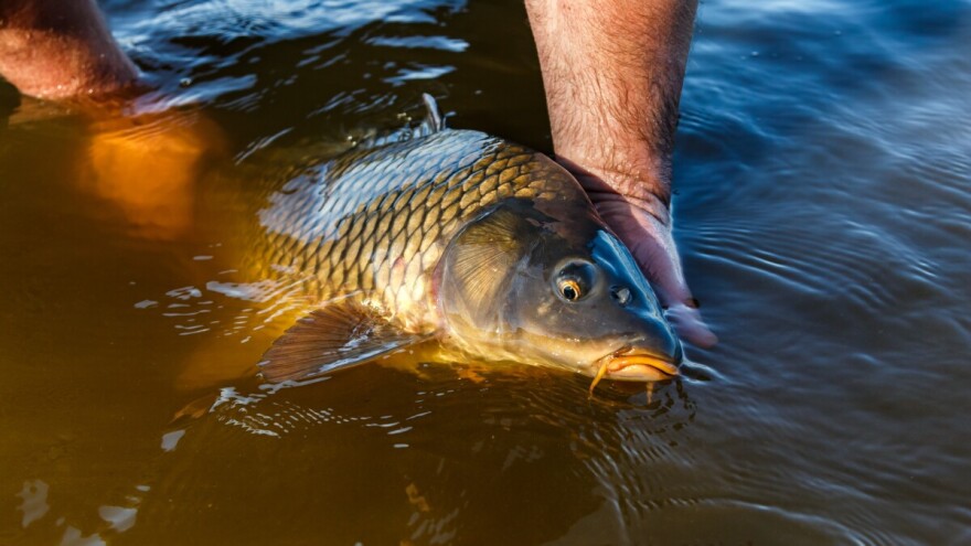 Trojica provalila u ribnjak, upecali pet kilograma ribe, a onda su došli djelatnici i policija