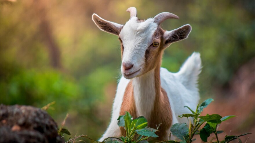 Vučići stručnjaci za koze, kozje mlijeko i sir