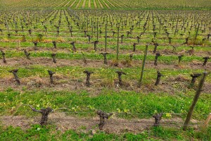 Obavijest za vinogradare: Nakon rezidbe tretirajte lozu ovim preparatima