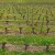 Obavijest za vinogradare: Nakon rezidbe tretirajte lozu ovim preparatima