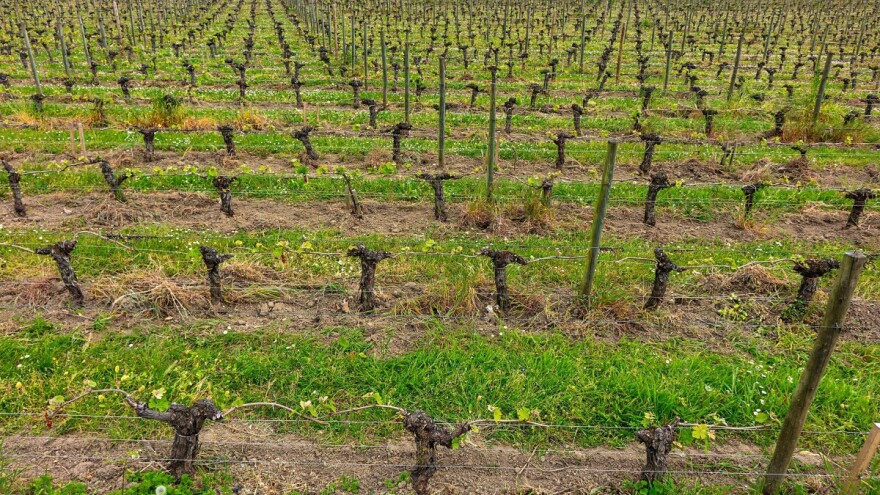 Obavijest za vinogradare: Nakon rezidbe tretirajte lozu ovim preparatima