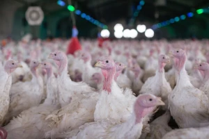Dvije nove epidemije ptičje gripe u Poljskoj, eutanazirali više od 80 hiljada purana