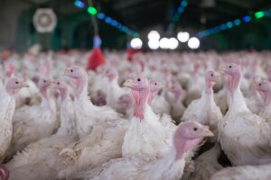 Dvije nove epidemije ptičje gripe u Poljskoj, eutanazirali više od 80 hiljada purana