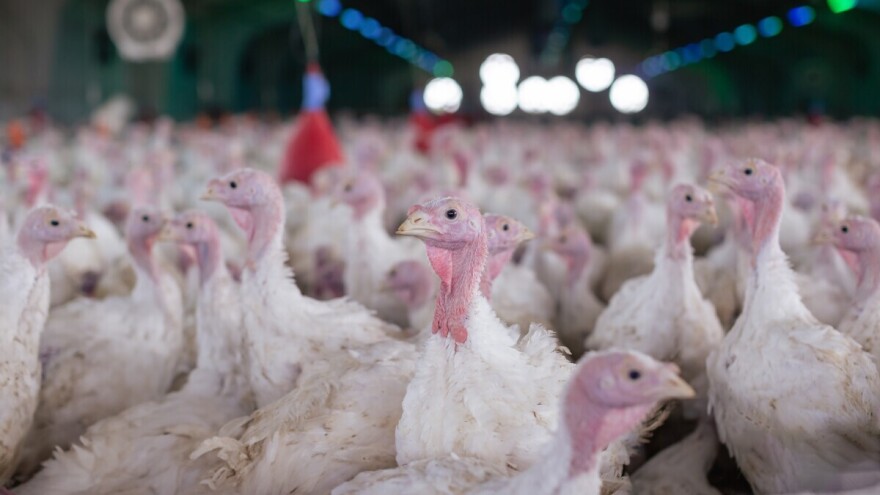 Dvije nove epidemije ptičje gripe u Poljskoj, eutanazirali više od 80 hiljada purana