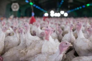 Dvije nove epidemije ptičje gripe u Poljskoj, eutanazirali više od 80 tisuća purana
