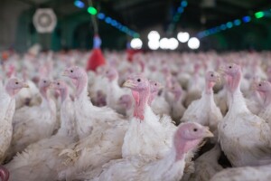 Dvije nove epidemije ptičje gripe u Poljskoj, eutanazirali više od 80 tisuća purana