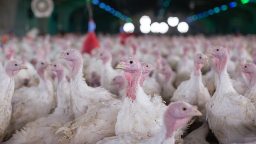 Dvije nove epidemije ptičje gripe u Poljskoj, eutanazirali više od 80 tisuća purana