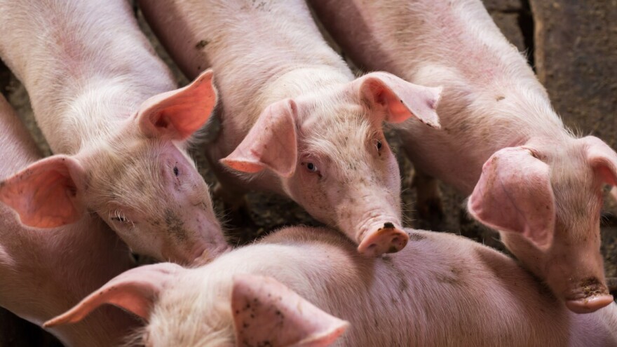 Treći slučaj afričke svinjske kuge u istom, slavonskom selu