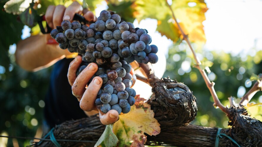 Padaće grožđe iz aviona u Vršcu: Grožđebal od 18. do 21. septembra