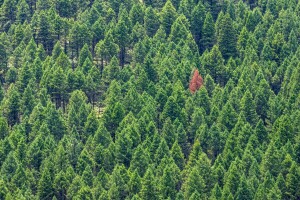 U Francuskoj otkriven šumski štetnik koji pustoši borove