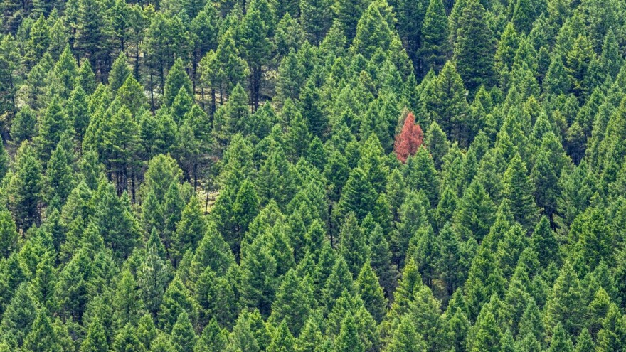 U Francuskoj otkriven šumski štetnik koji pustoši borove