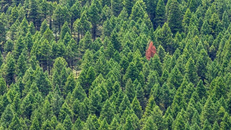 U Francuskoj otkriven šumski štetnik koji pustoši borove