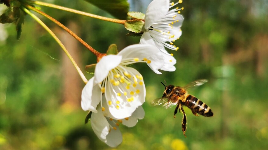 Razmnožavanje pčelinjih zajednica