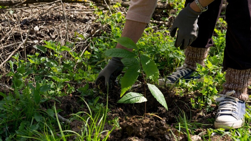Kakve uslove voli kesten i kako podići zasad?