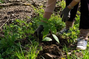 Kakve uvjete voli kesten i kako podići nasad?